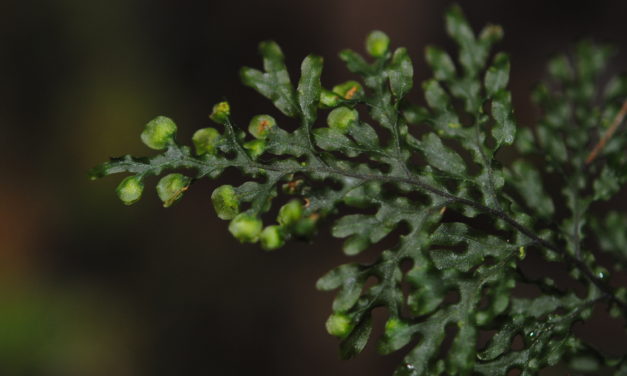 Hymenophyllum imbricatum