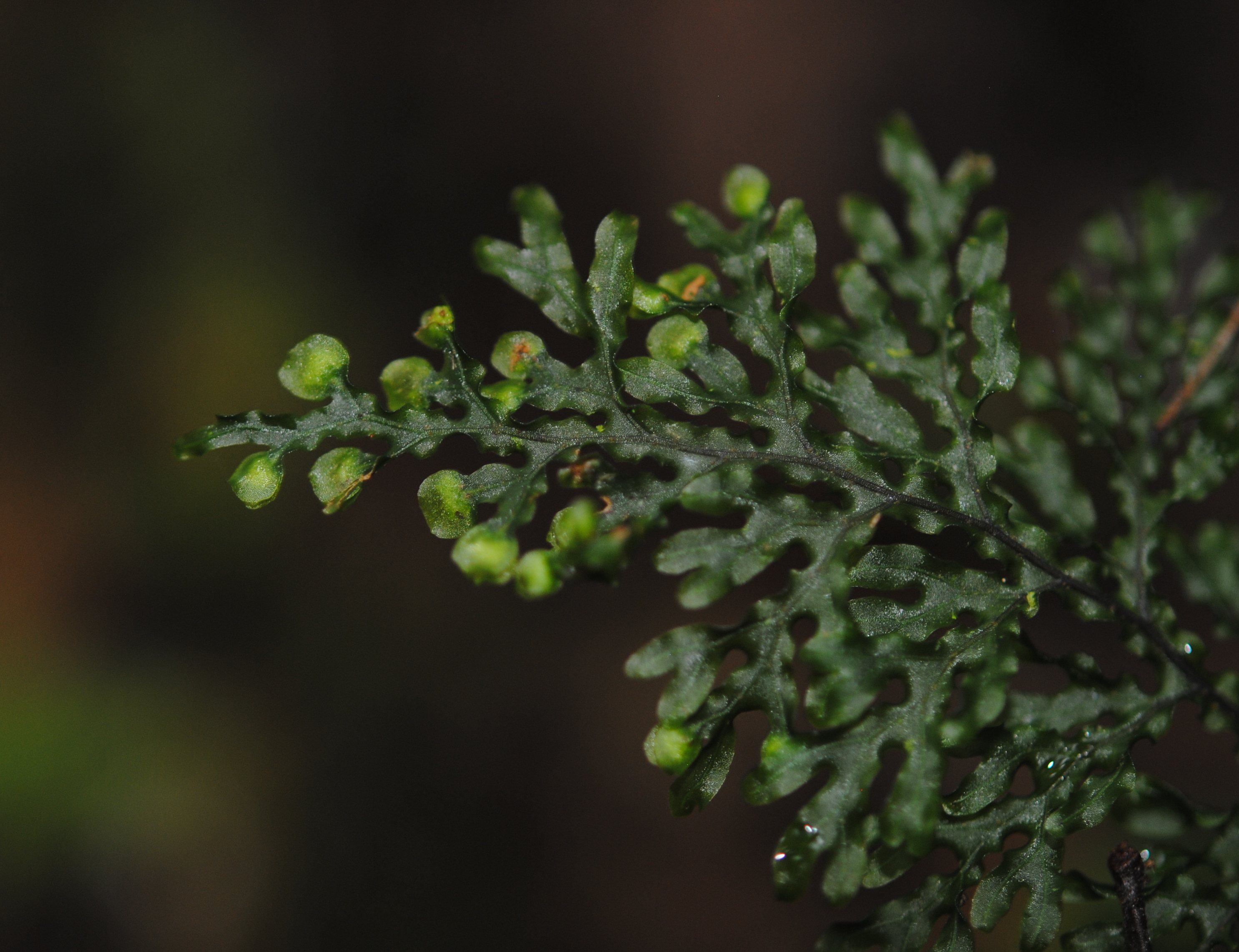 Hymenophyllum imbricatum