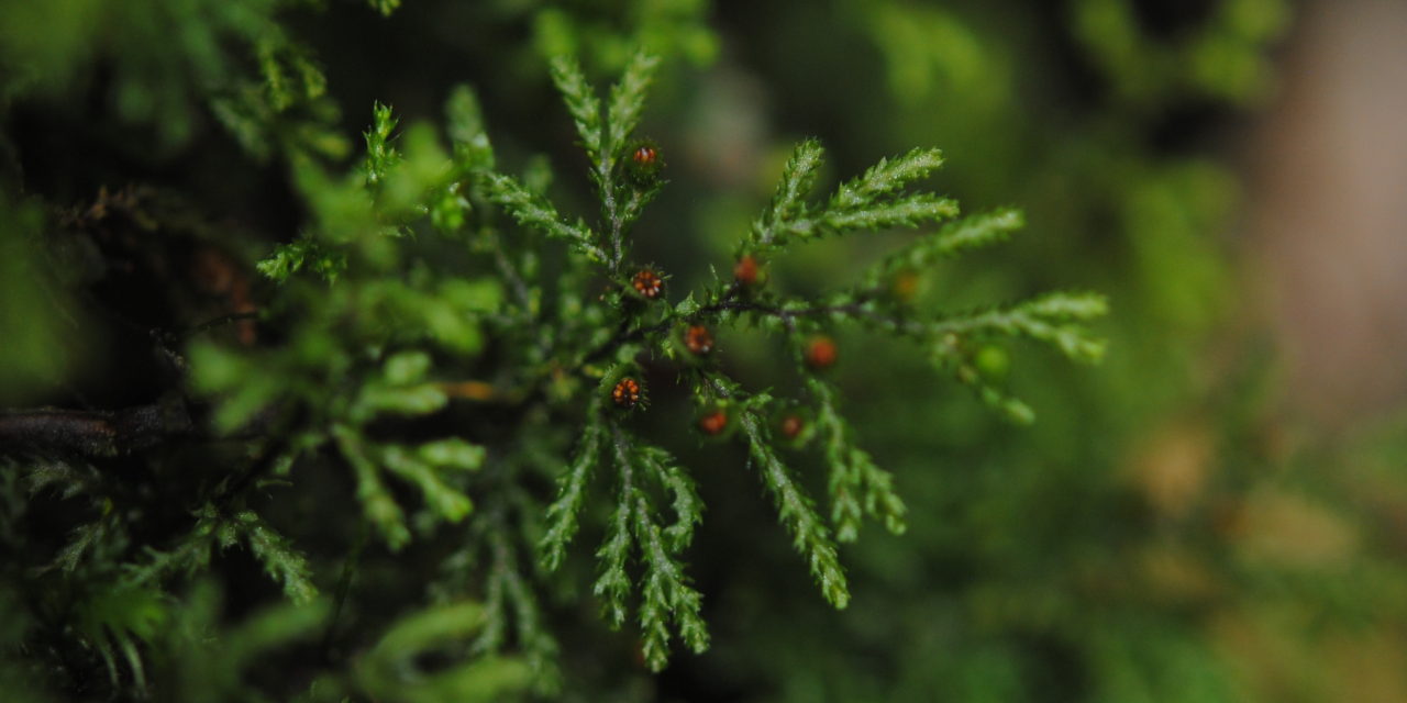 Hymenophyllum acanthoides