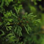 Hymenophyllum acanthoides