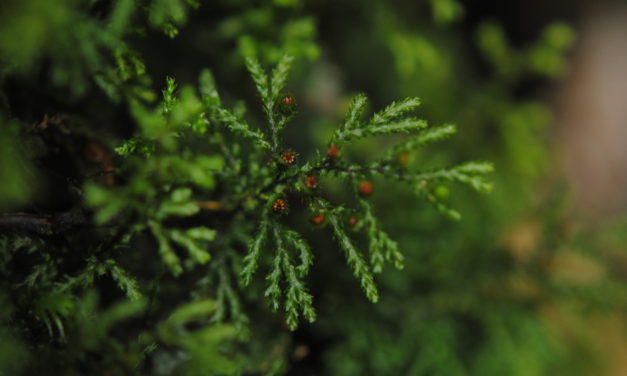 Hymenophyllum acanthoides