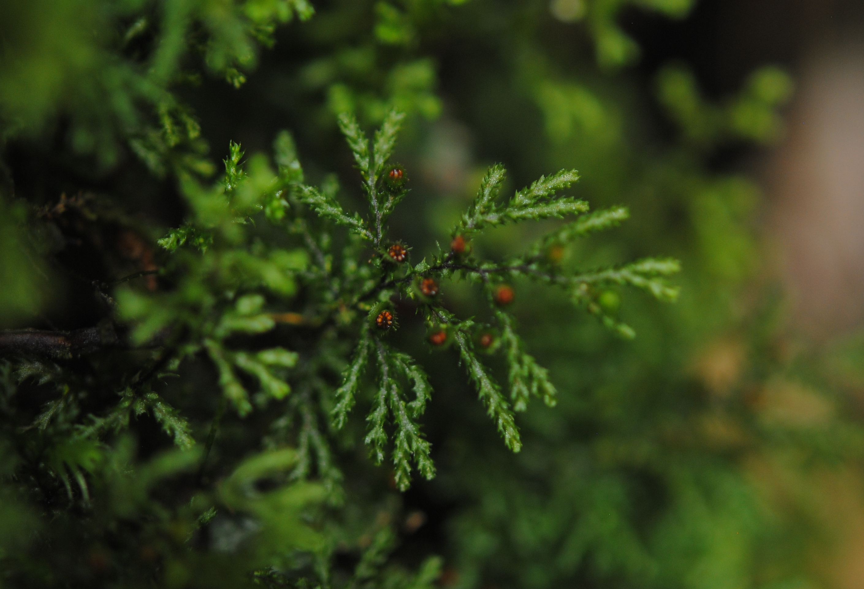 Hymenophyllum acanthoides