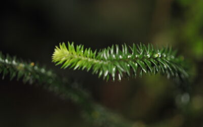 Phlegmariurus ledermannii