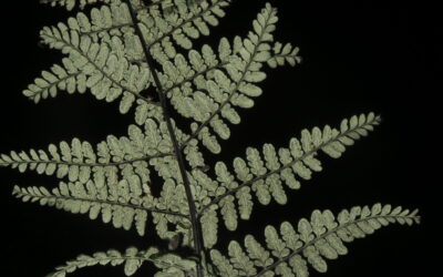 Pityrogramma dealbata