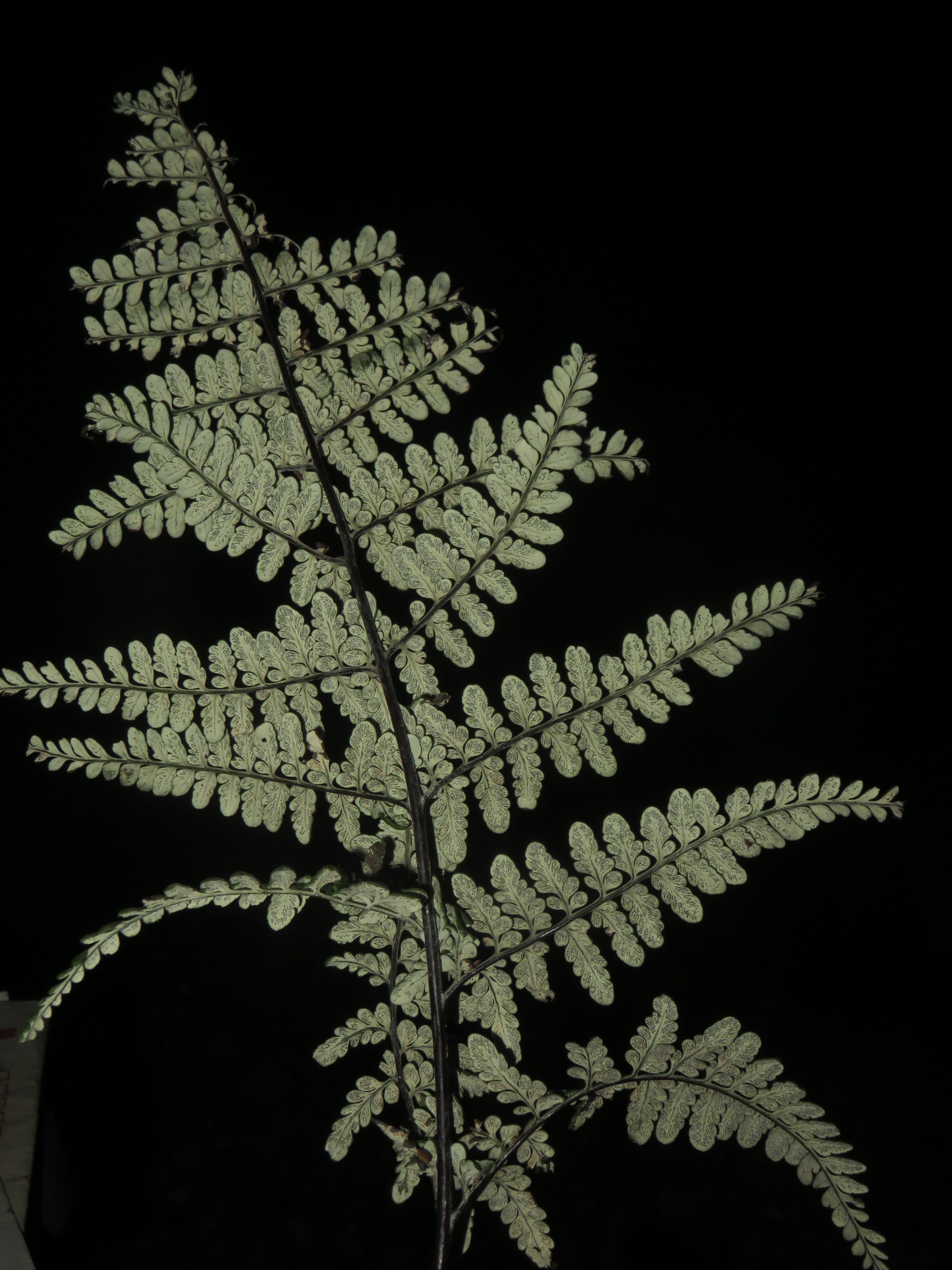 Pityrogramma dealbata