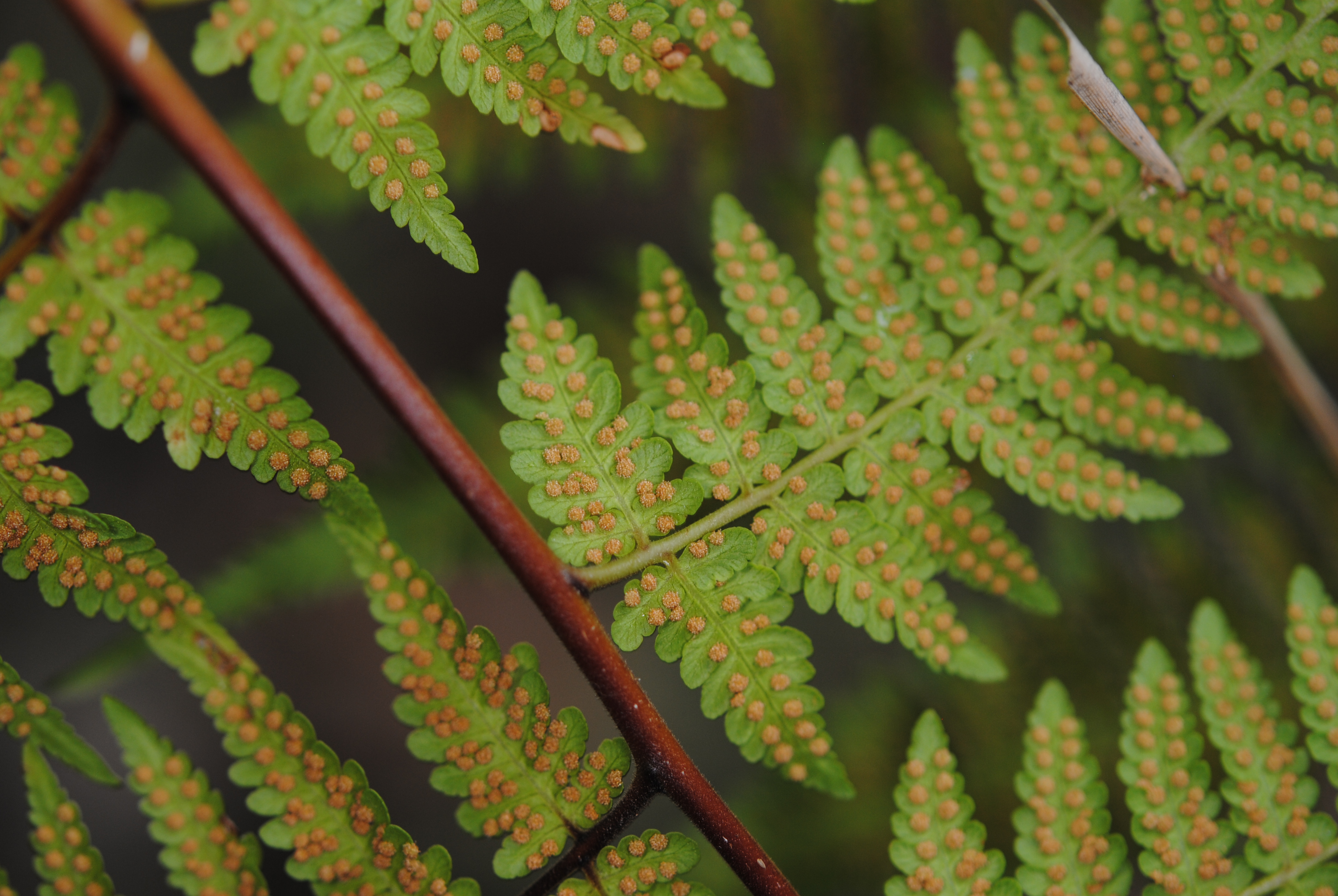 Hypolepis elegans