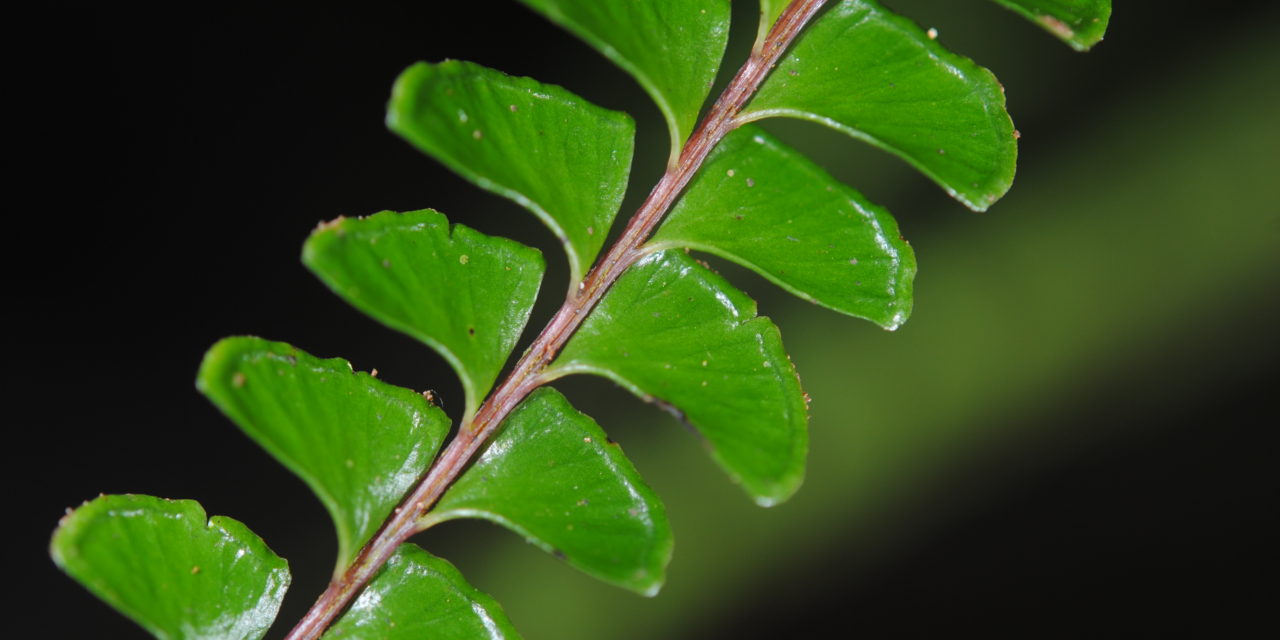 Lindsaea lucida