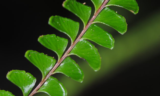 Lindsaea lucida