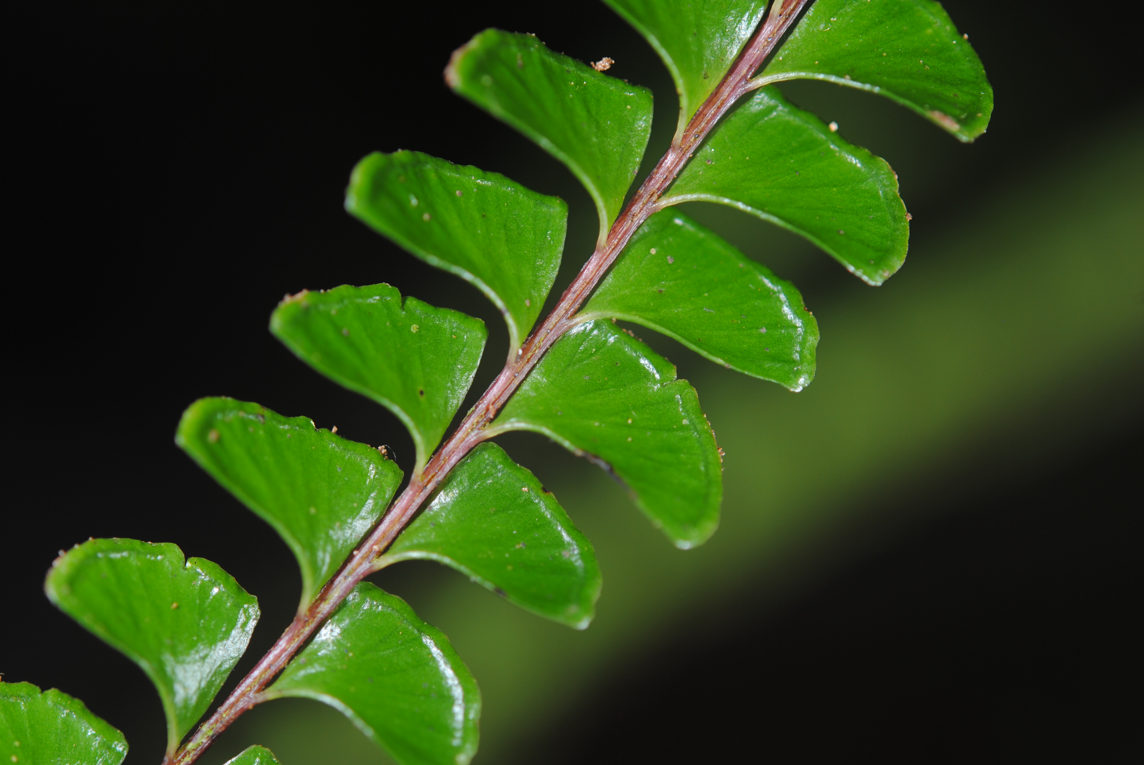 Lindsaea lucida