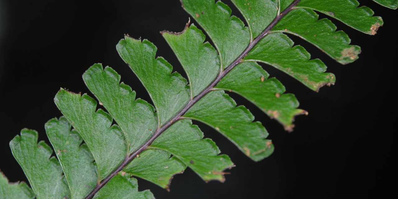 Lindsaea obtusa