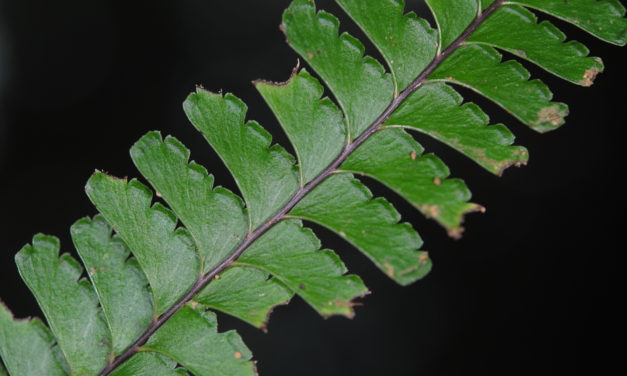 Lindsaea obtusa