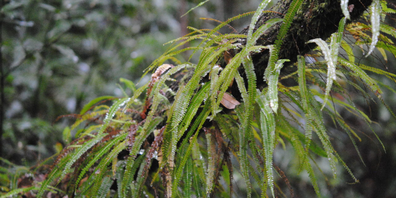 Lindsaea pulchella