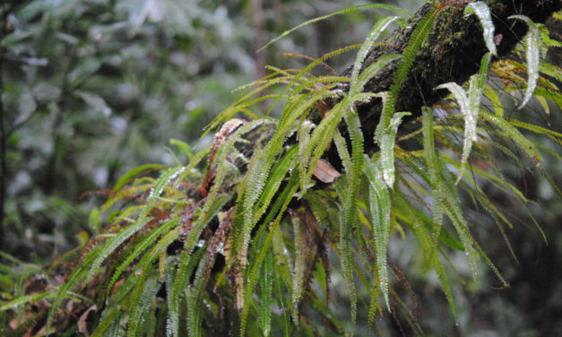 Lindsaea pulchella