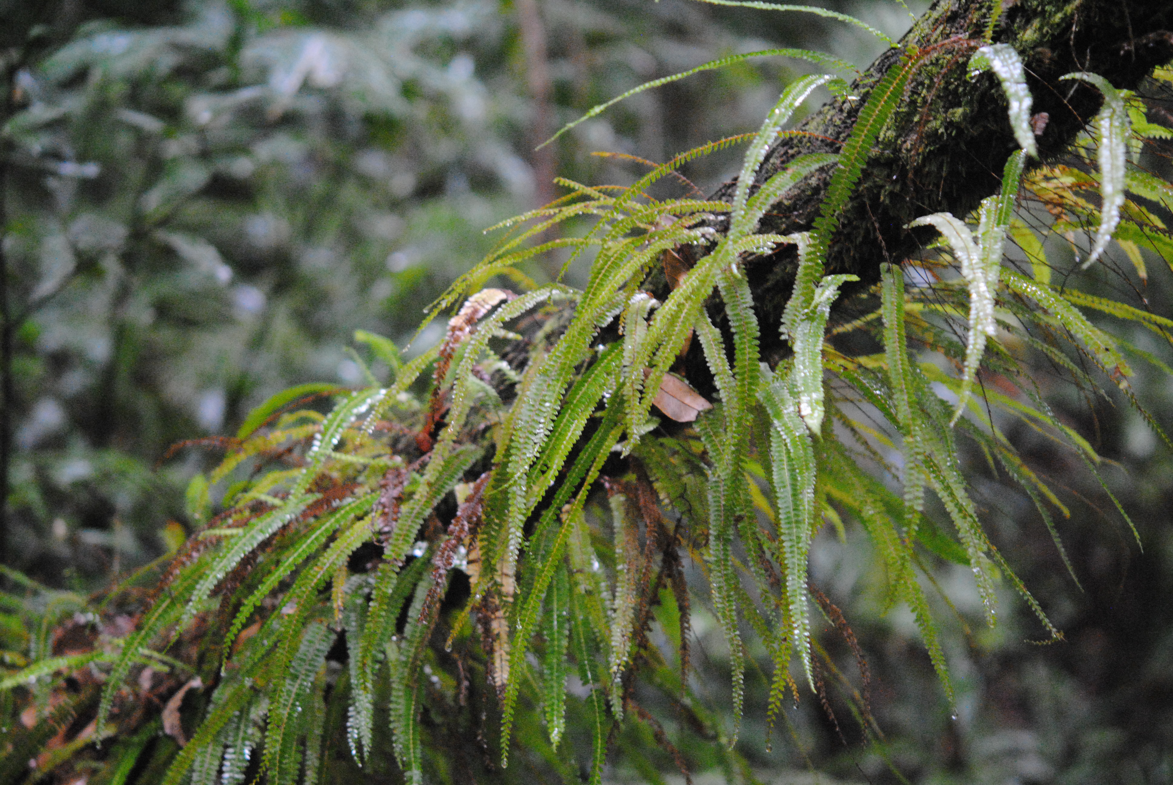 Lindsaea pulchella