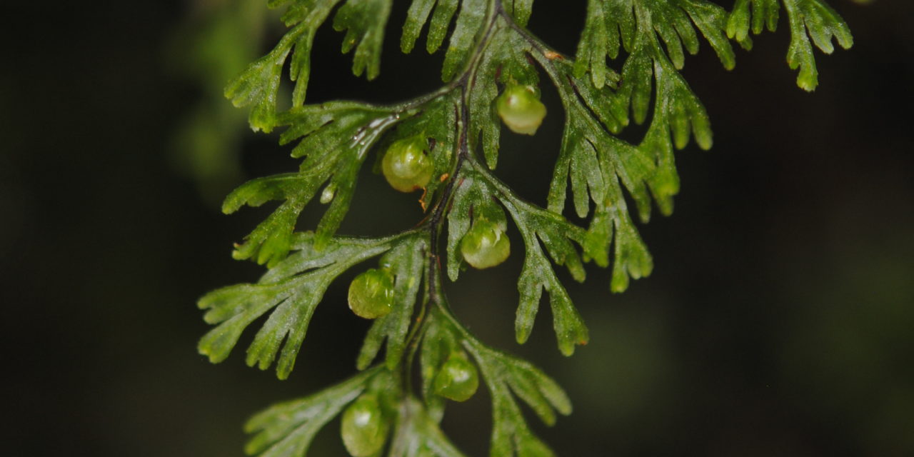 Hymenophyllum gorgoneum Copel.