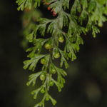 Hymenophyllum gorgoneum Copel.