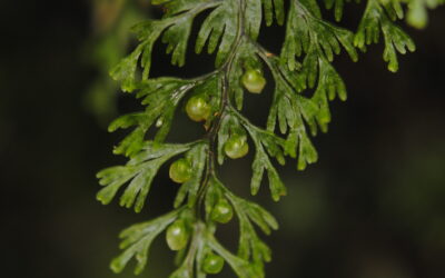 Hymenophyllum gorgoneum Copel.