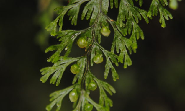 Hymenophyllum gorgoneum Copel.