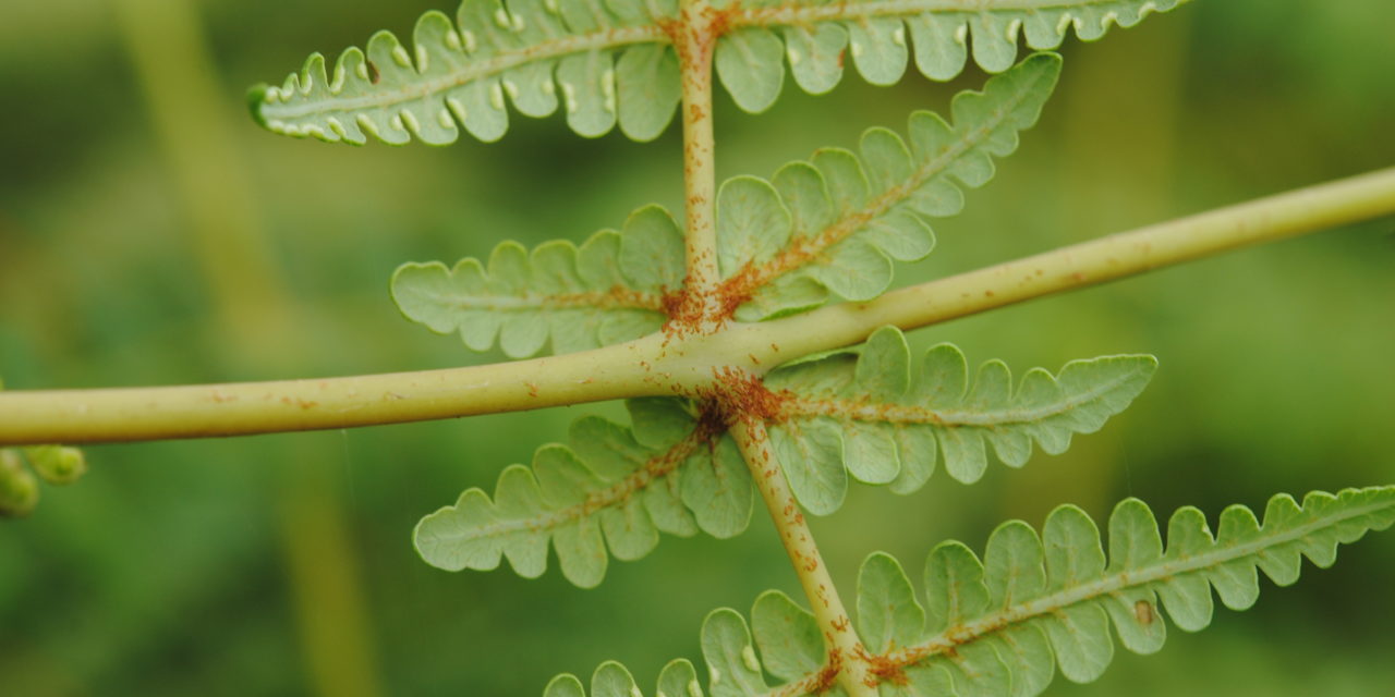 Histiopteris squamulata