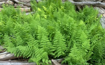 Thelypteris palustris