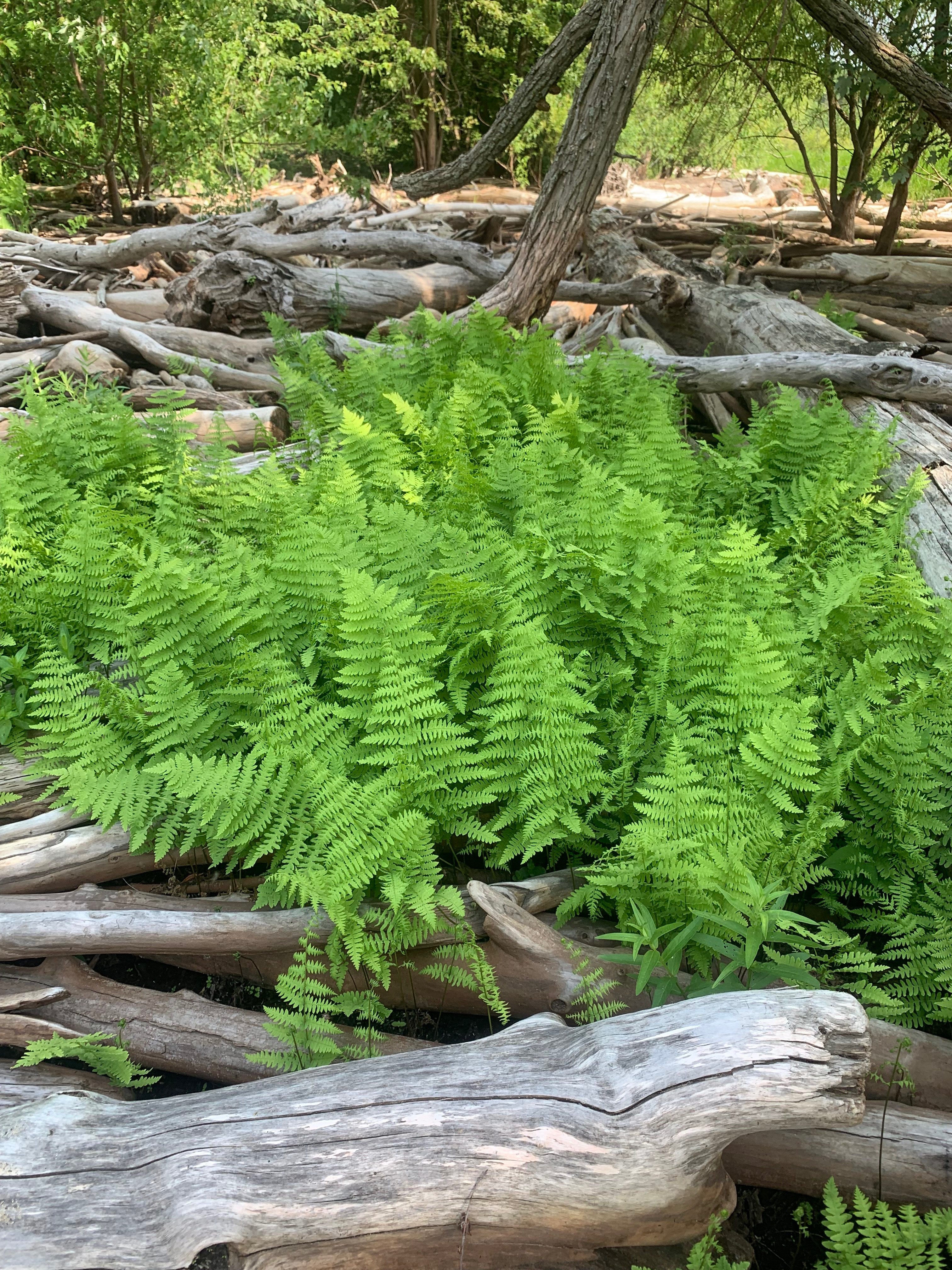 Thelypteris palustris