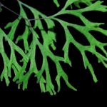 Adiantum capillus-veneris cultivar scintilla