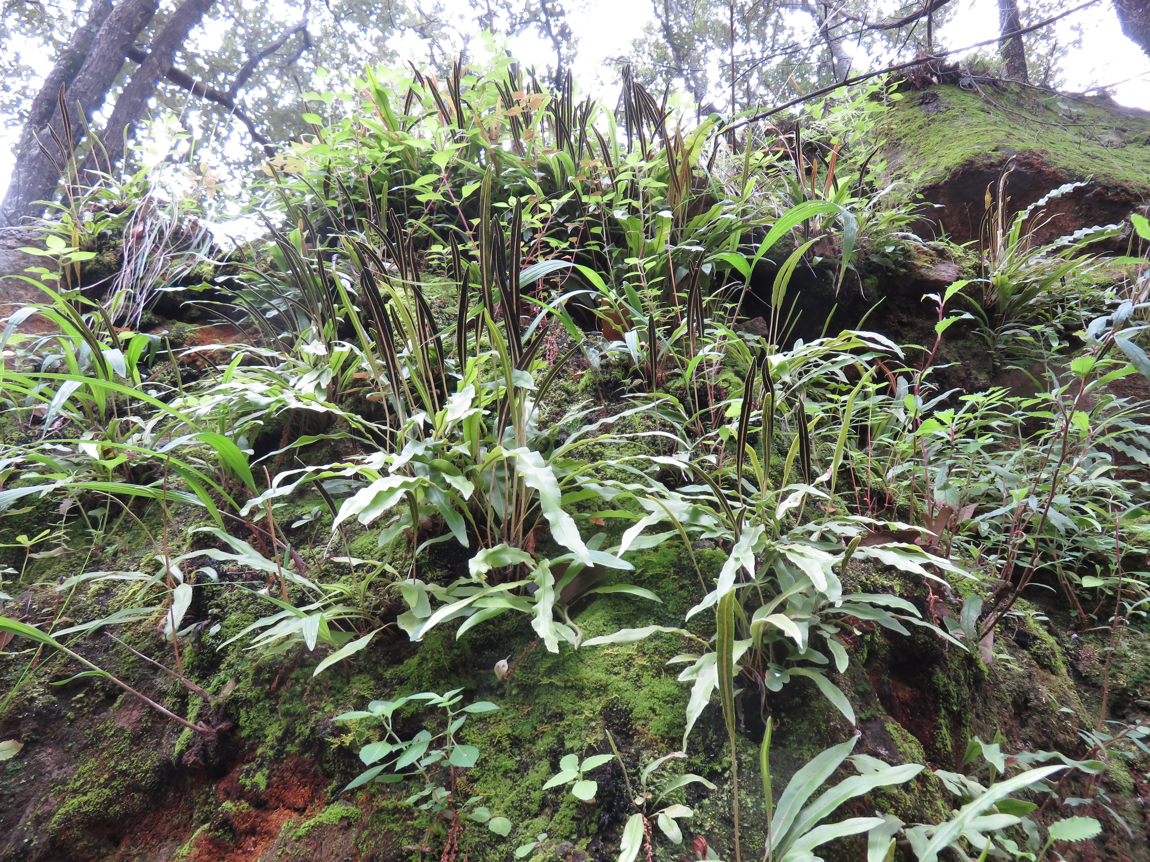 Elaphoglossum pringlei