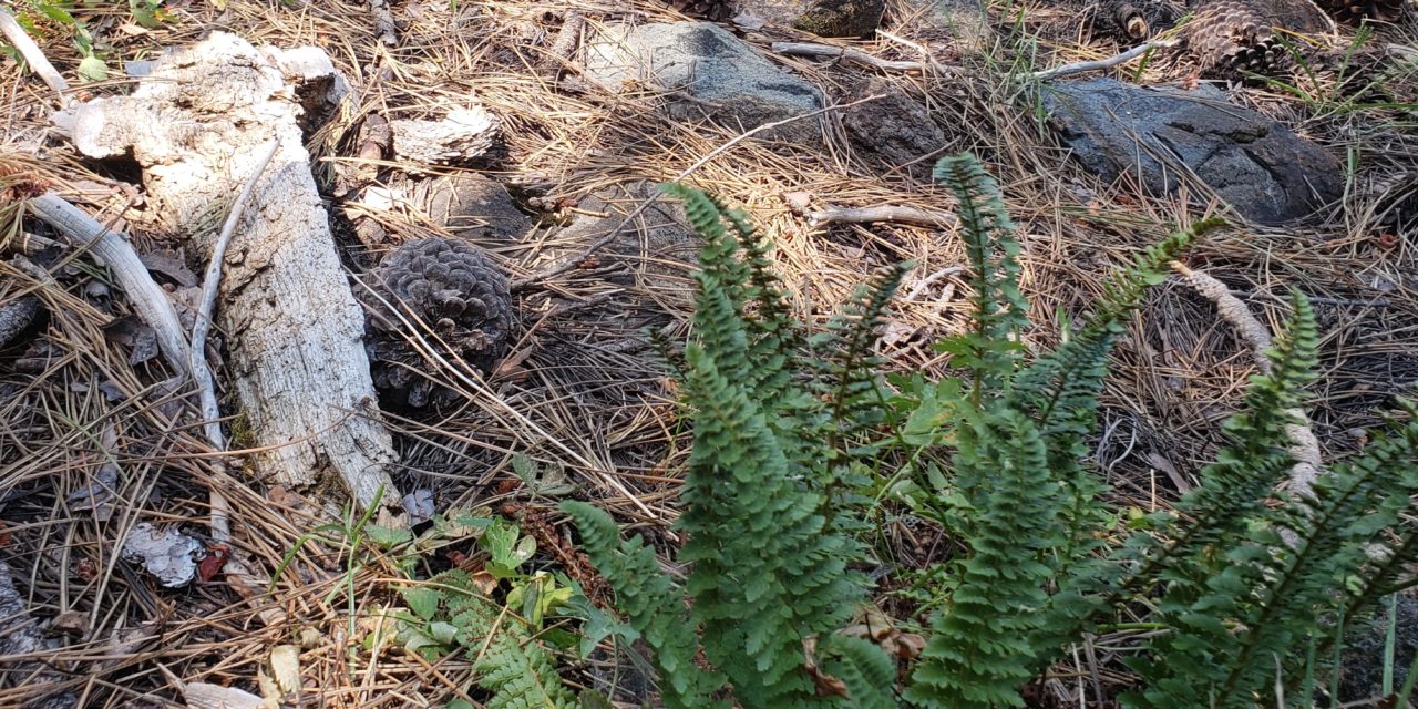 Polystichum lemmonii