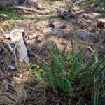 Polystichum lemmonii