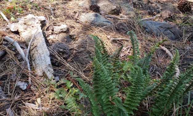 Polystichum lemmonii