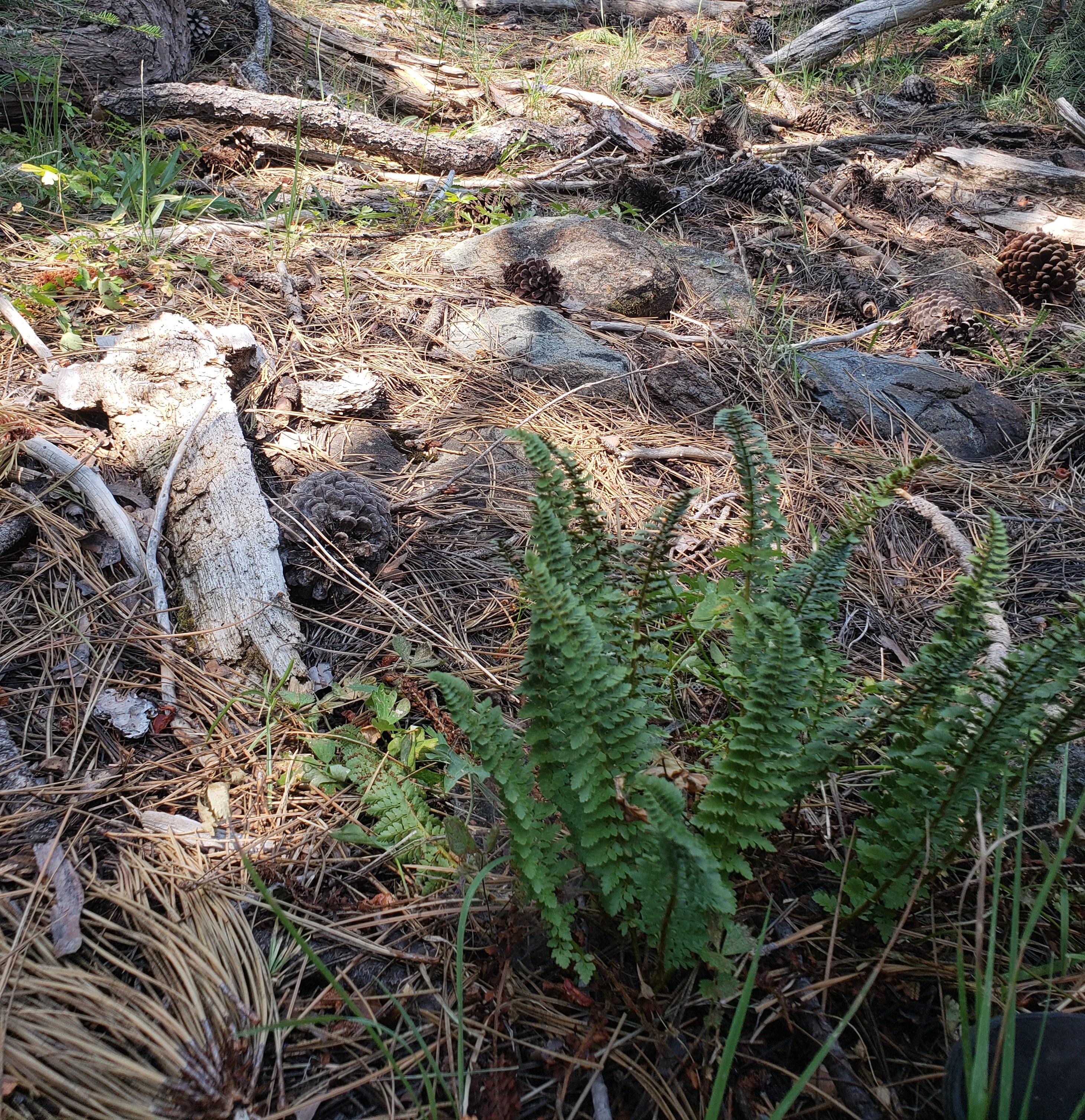 Polystichum lemmonii