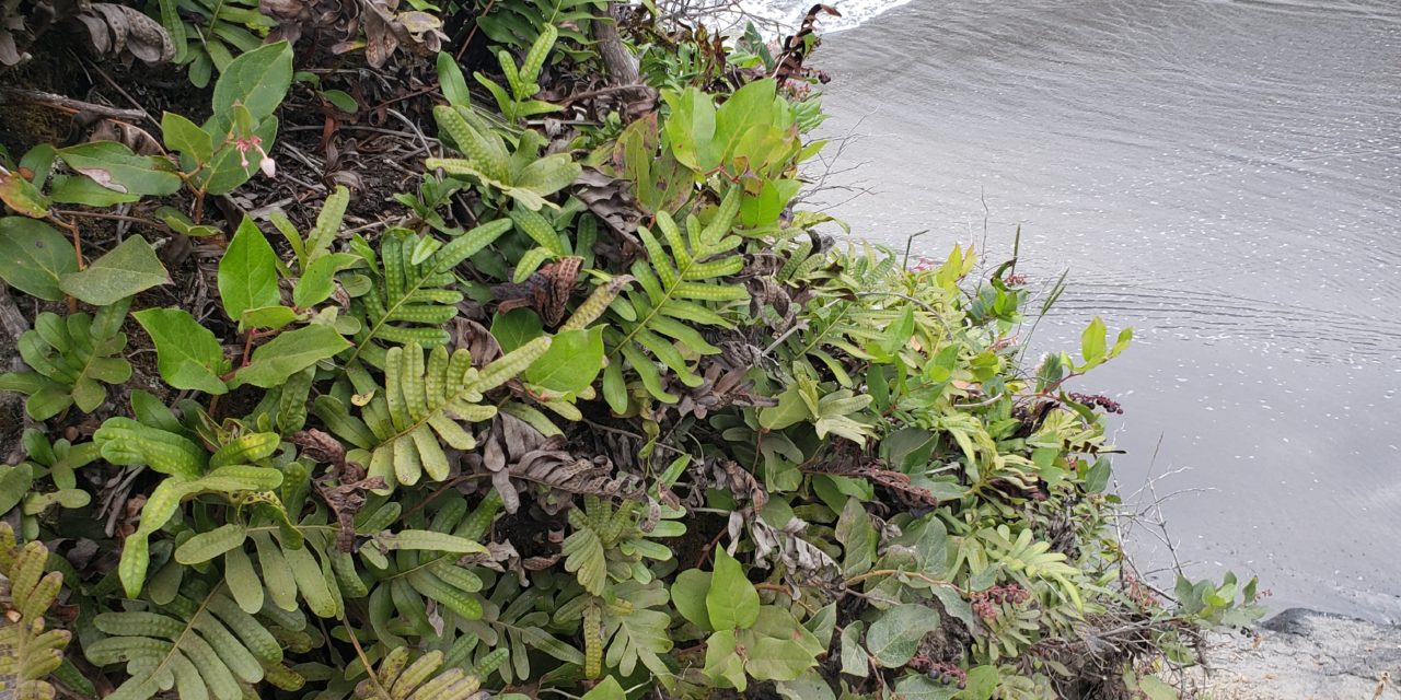 Polypodium scouleri