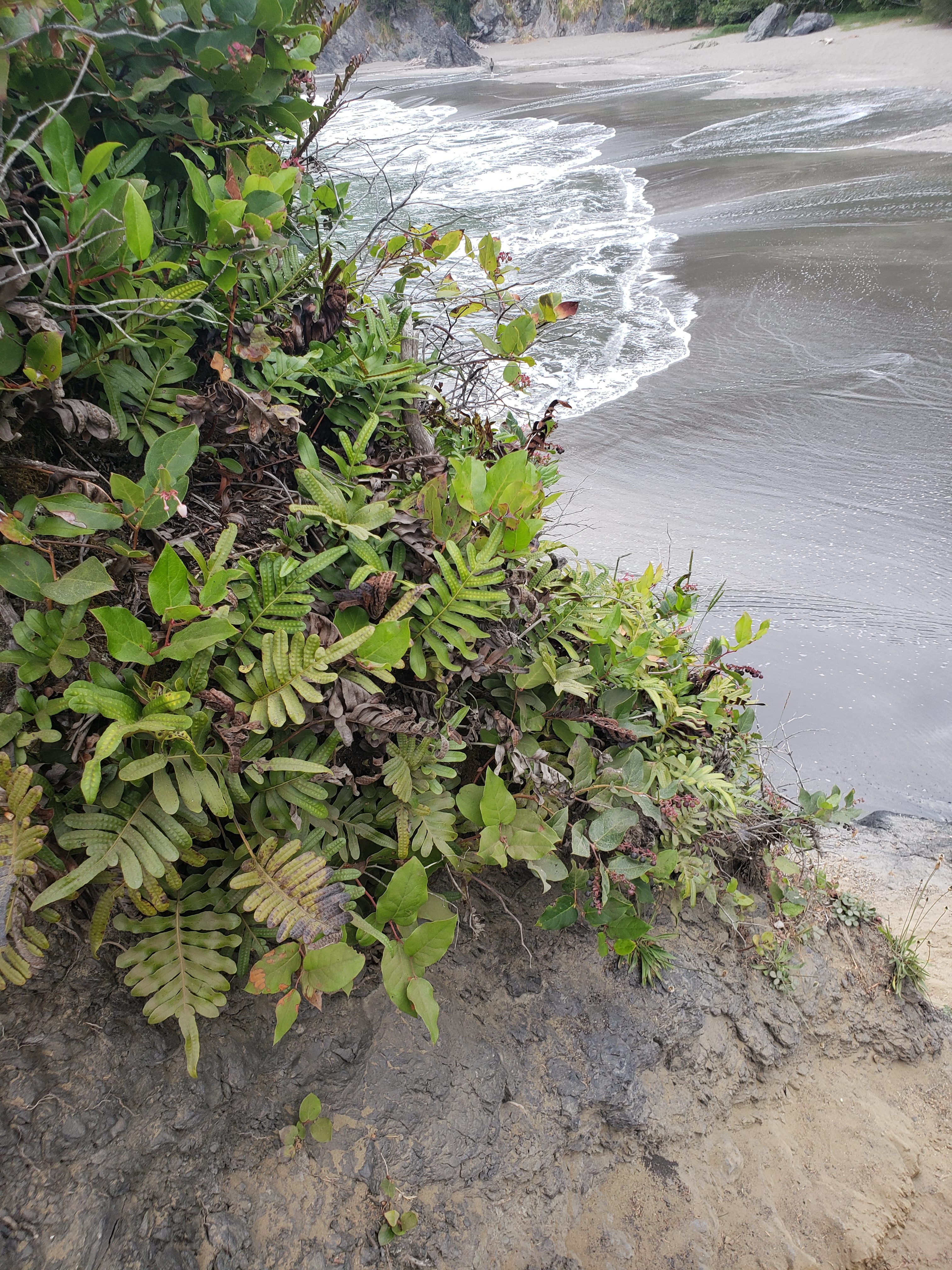 Polypodium scouleri