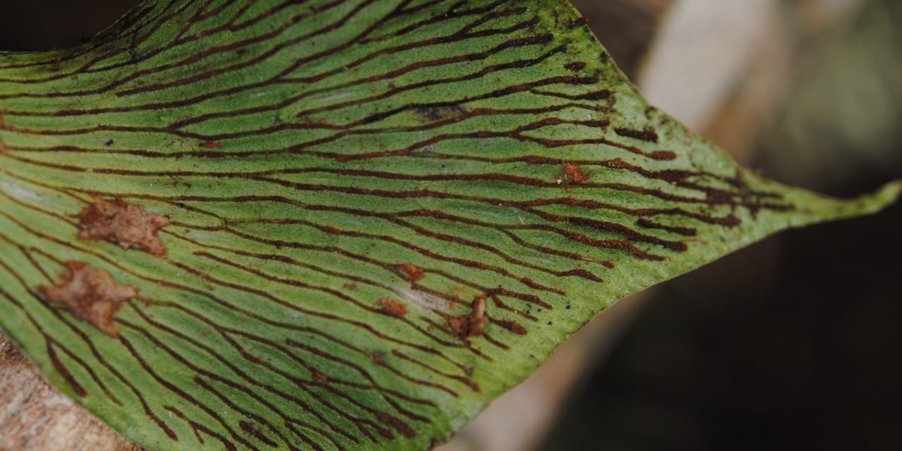 Antrophyum ledermannii