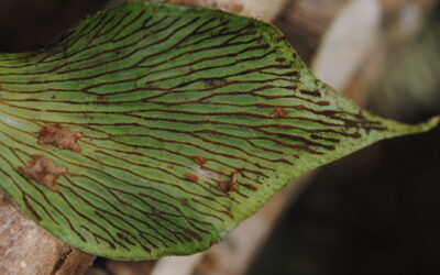 Antrophyum ledermannii