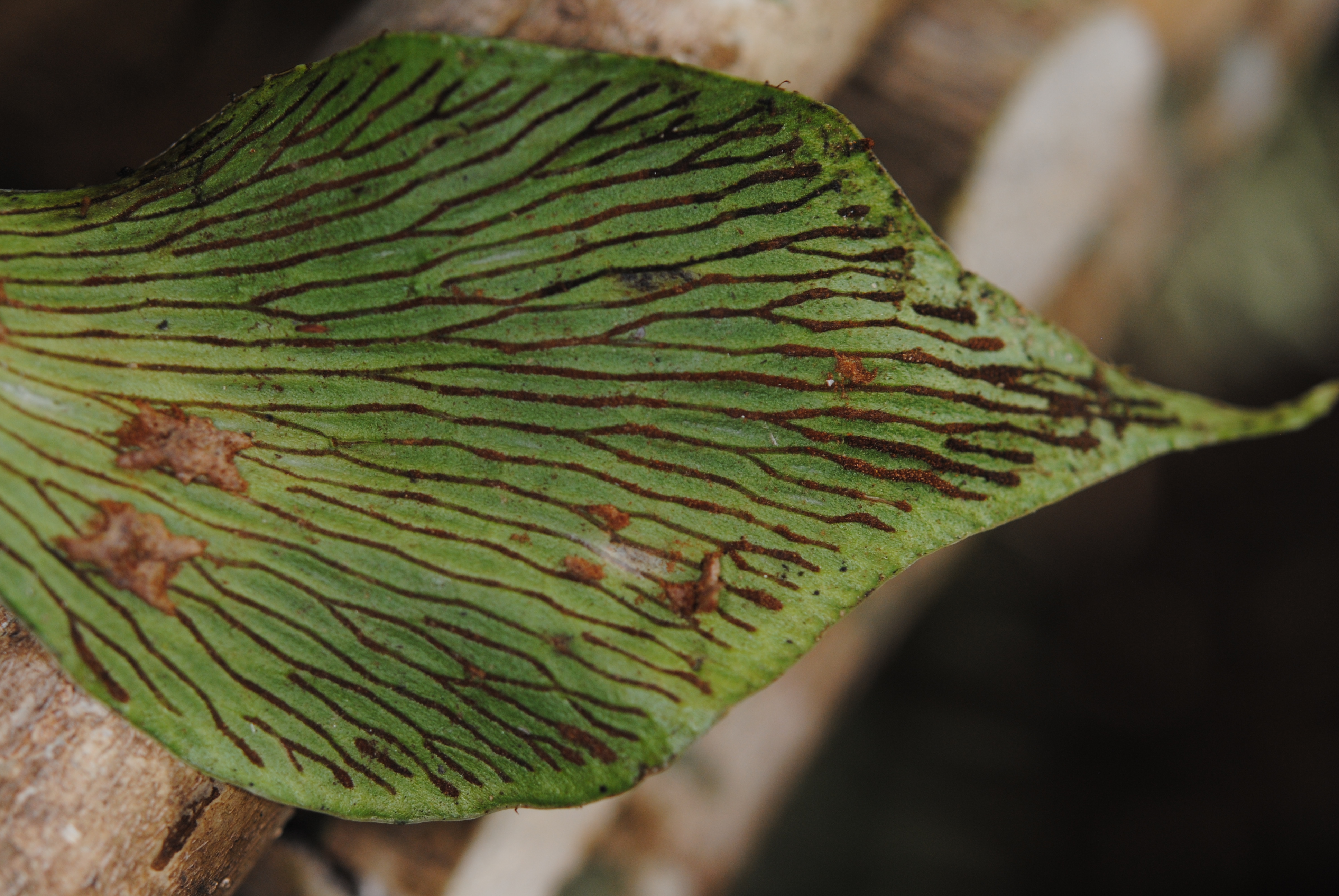 Antrophyum ledermannii