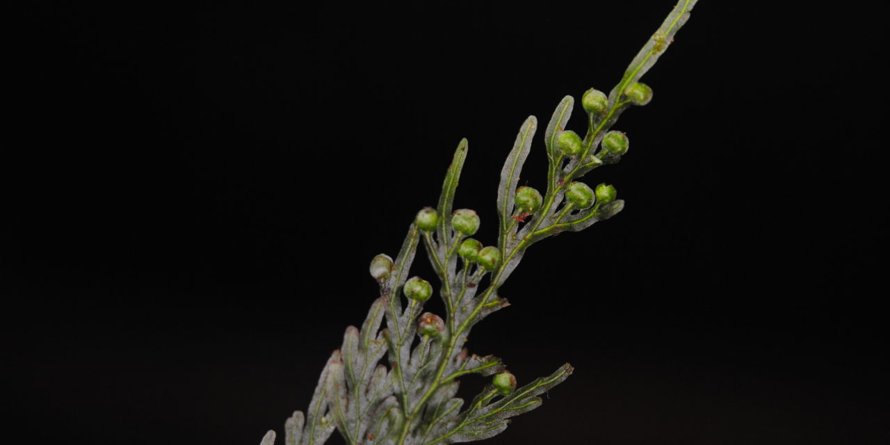 Hymenophyllum imbricatum