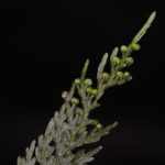 Hymenophyllum imbricatum