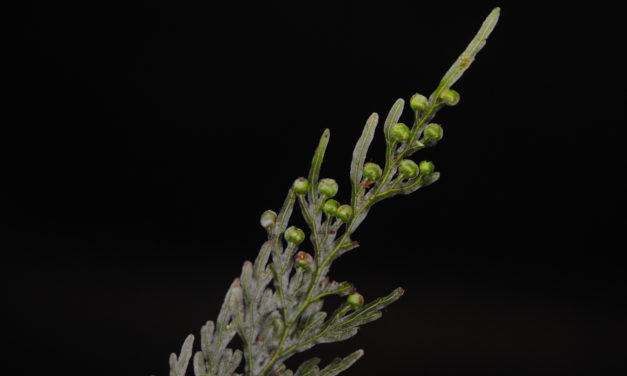 Hymenophyllum imbricatum