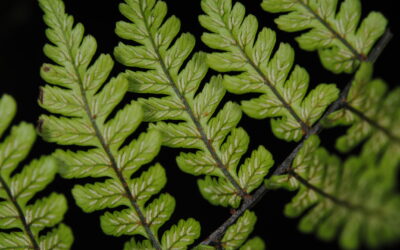 Diplazium cyatheifolium