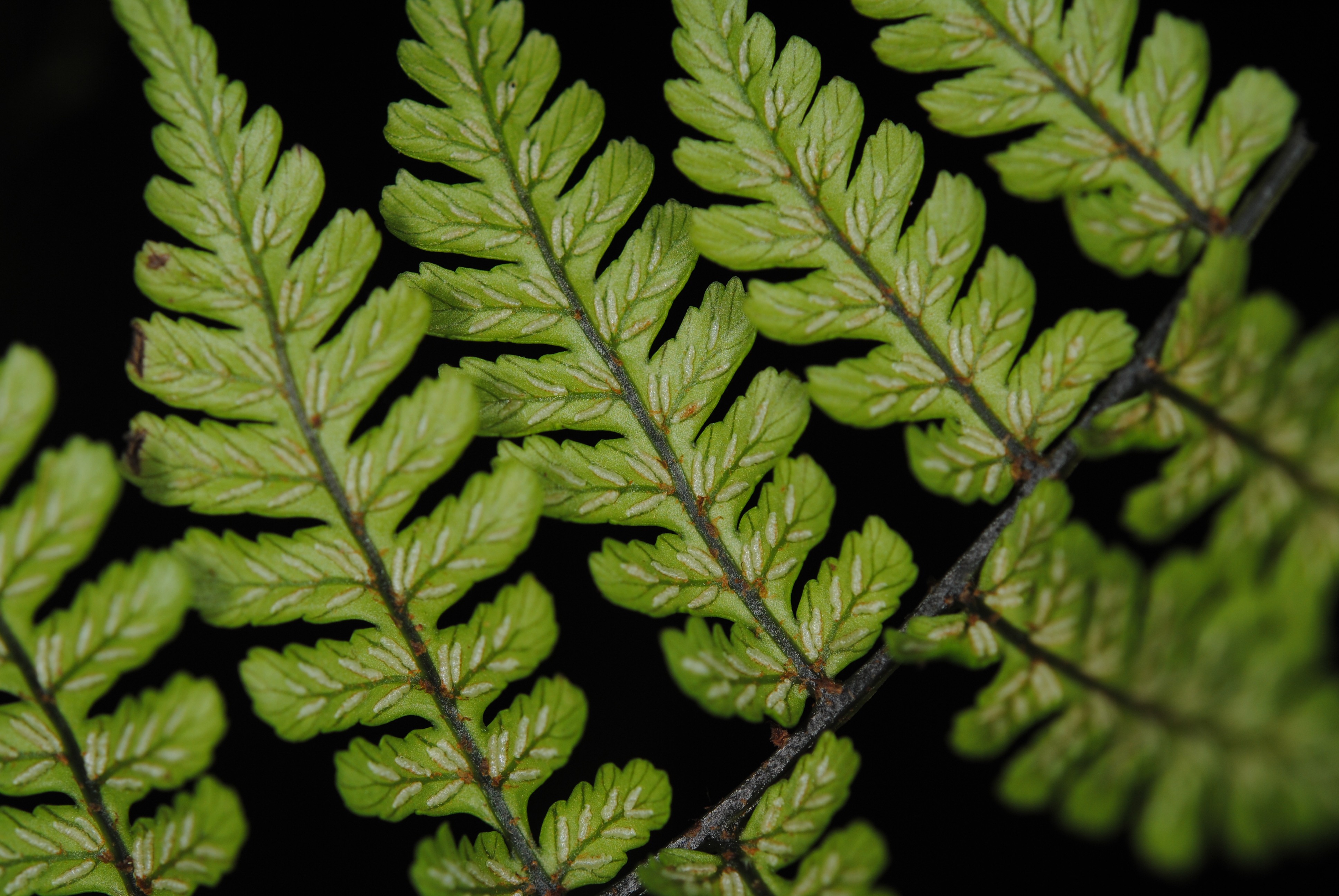 Diplazium cyatheifolium