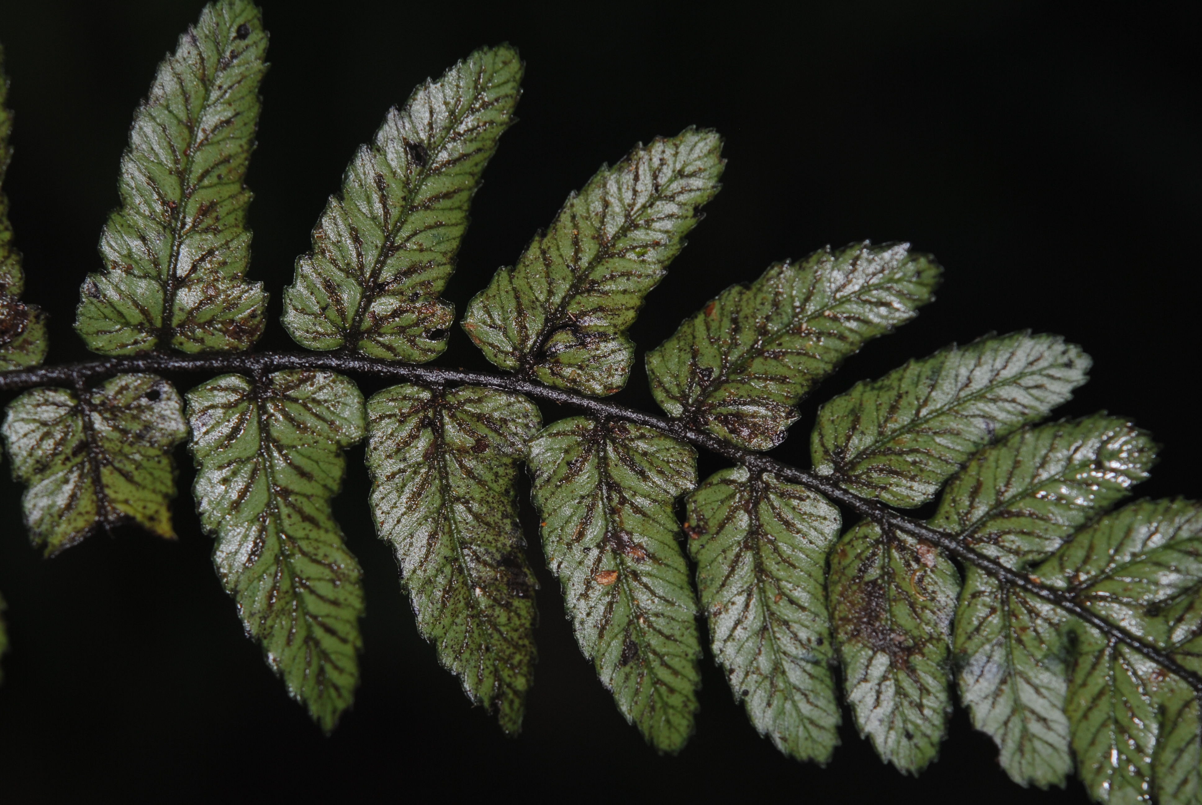 Diplazium stellatopilosum