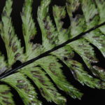 Hymenasplenium unilaterale s.l.