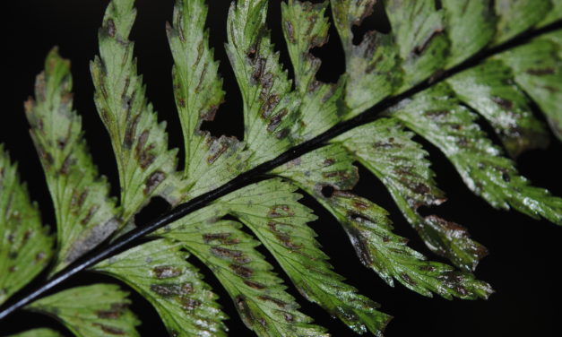 Hymenasplenium unilaterale s.l.