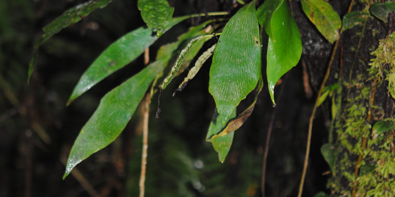 Antrophyum plantigineum