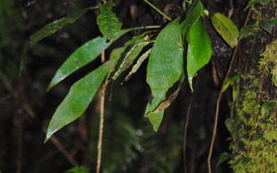 Antrophyum plantigineum