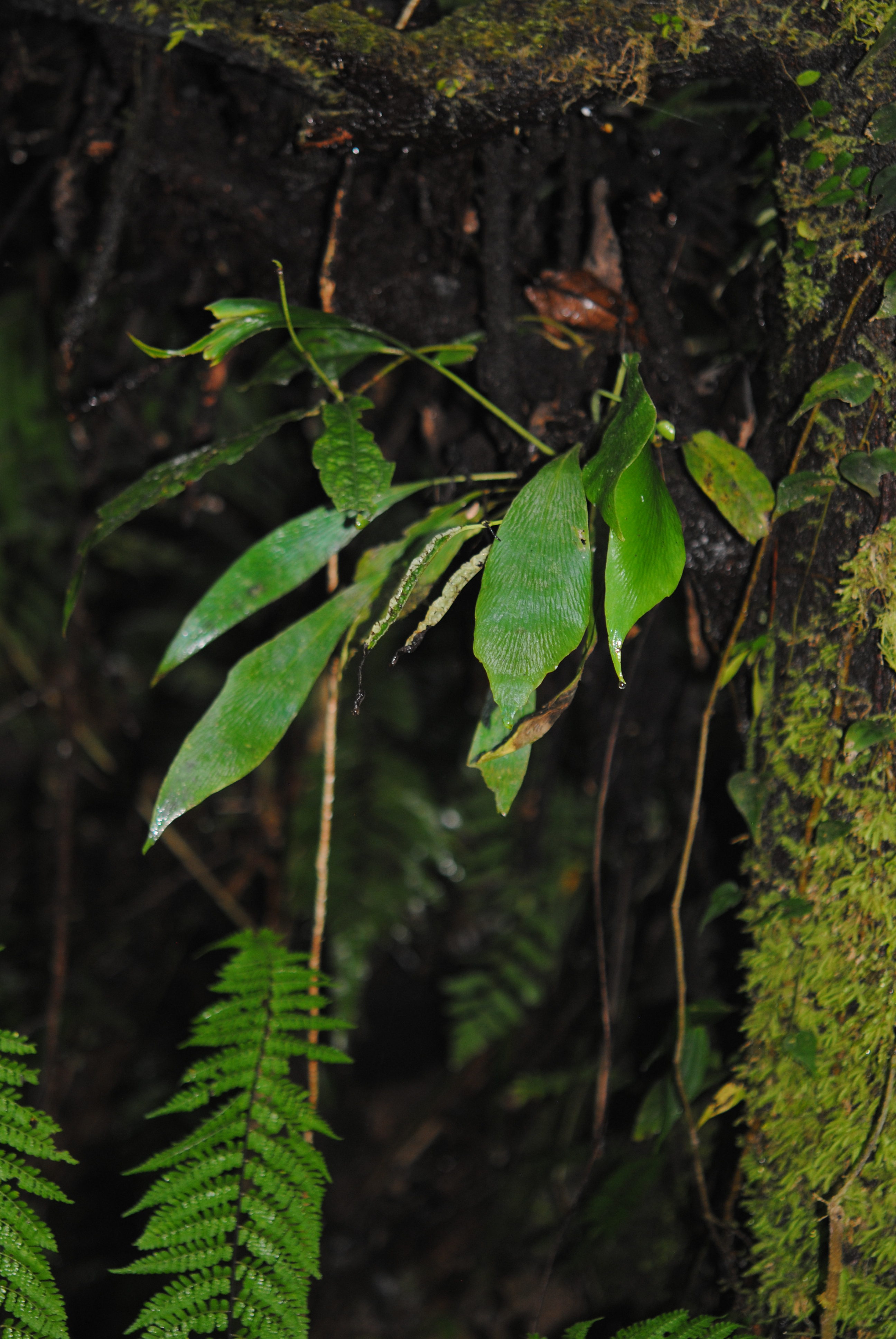 Antrophyum plantigineum