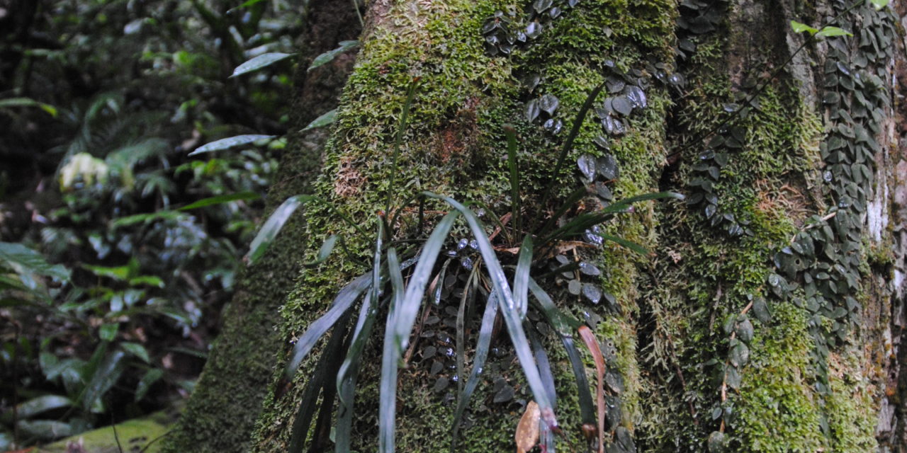 Haplopteris ensiformis