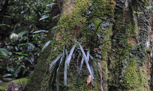 Haplopteris ensiformis