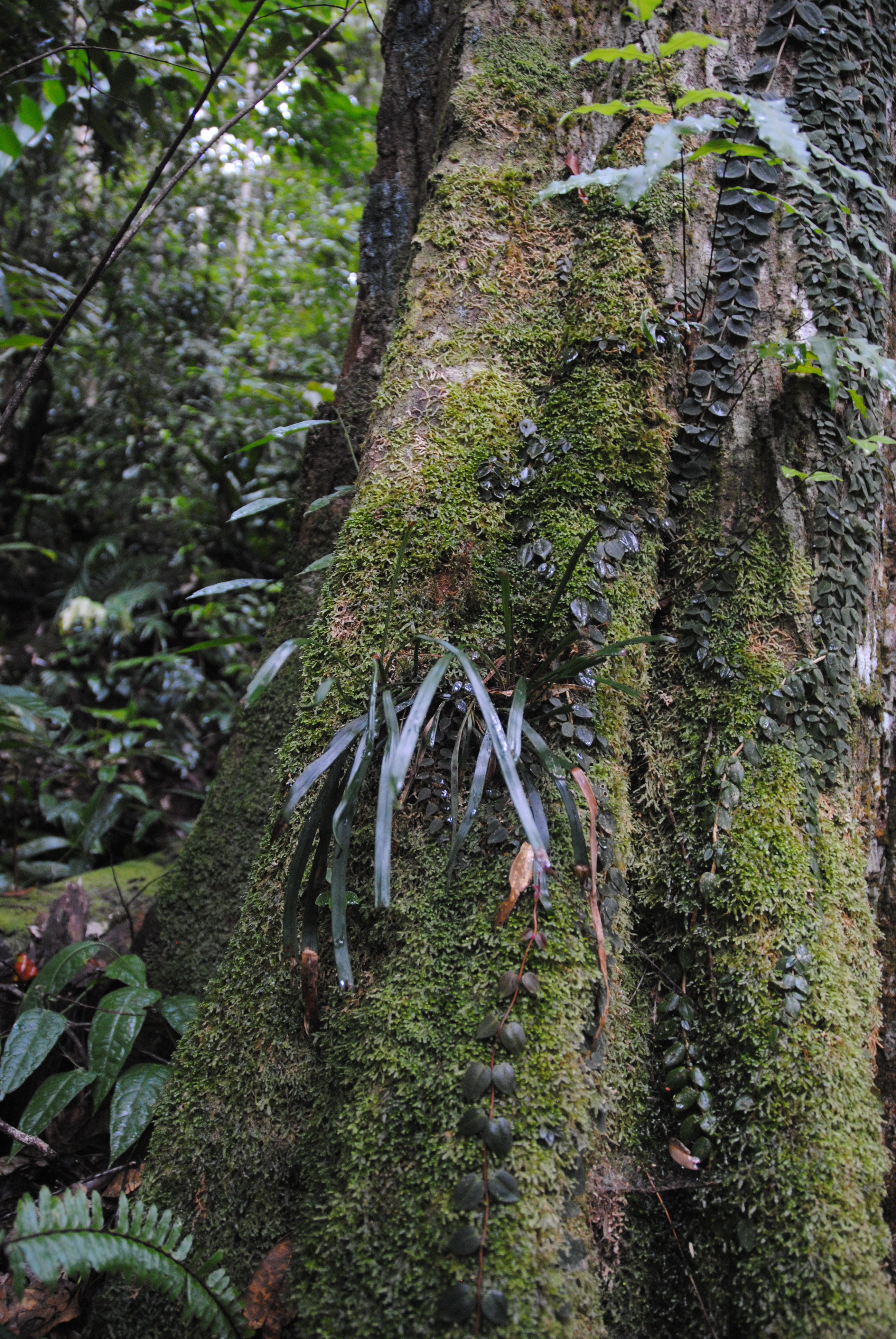 Haplopteris ensiformis